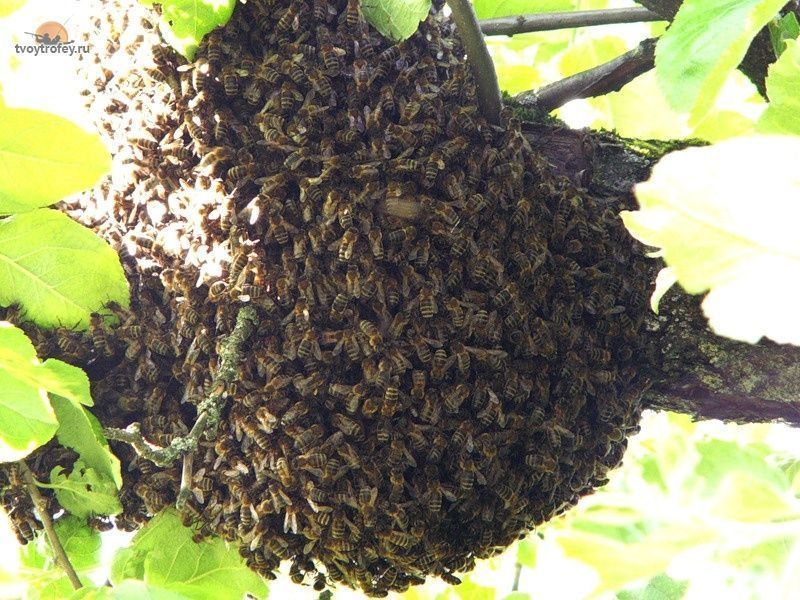 Убегаем пчел. Роение пчел. Пчелиный Рой. Пчелиный Рой фото. Пчелиный Рой для детей.