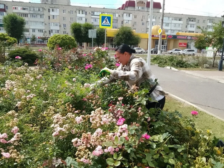Коммунальные службы Невинномысска ухаживают за городскими розариями