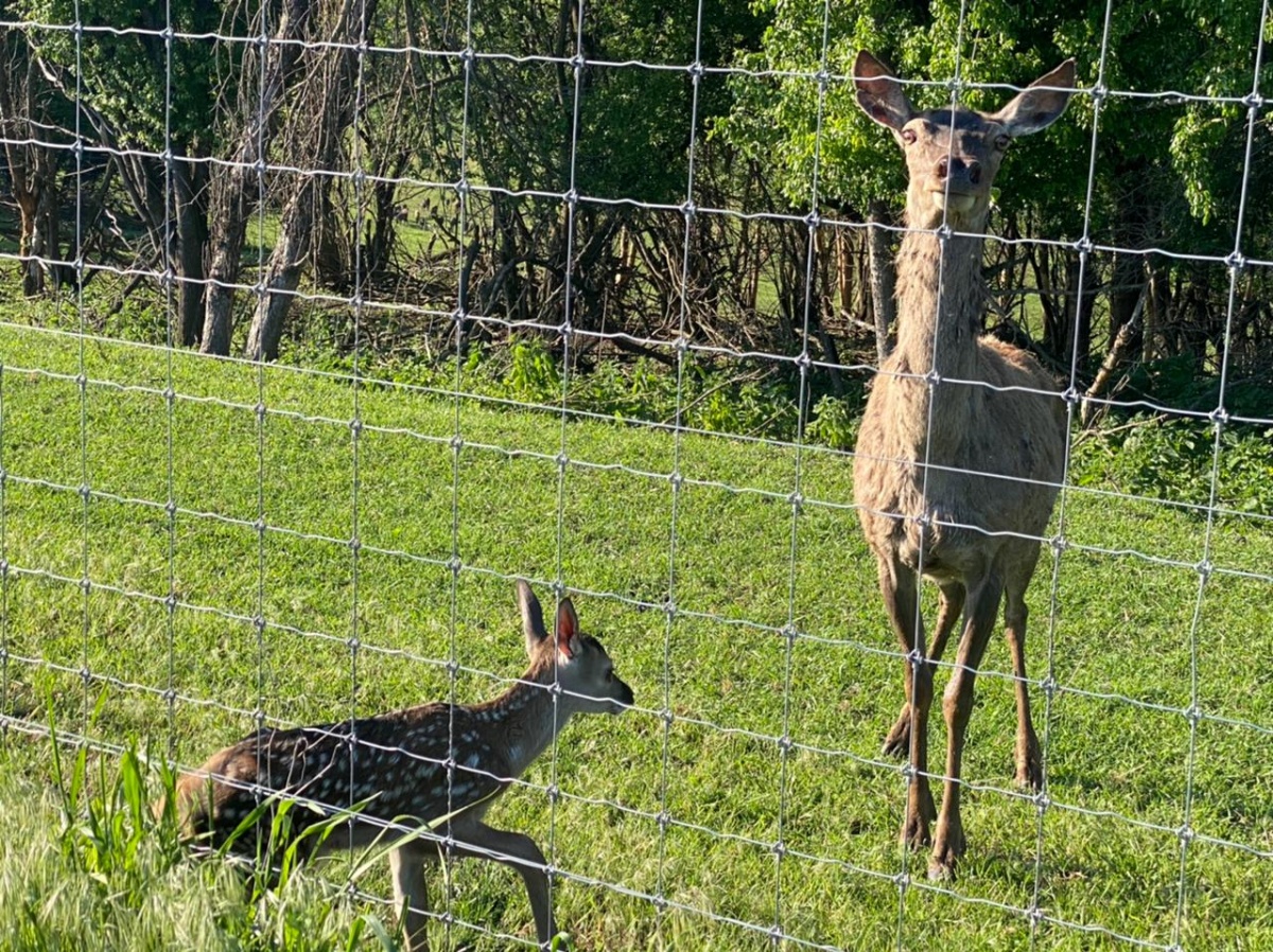  На Первой оленьей ферме Ставропольского края «DeerFarm» родились оленята