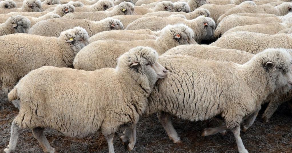 Цвет шерсти овец. Грозненская тонкорунная порода овец. Порода Баранов меринос. Ставропольская тонкорунная порода овец. Сальская порода овец.